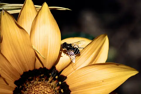 A bee on a vivid yellow flower