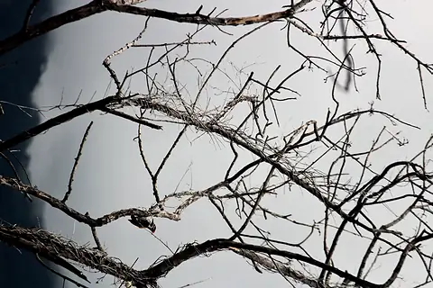 A small red-crowned bird among bare branches