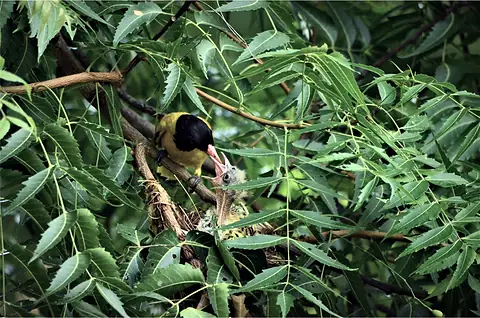 A small bird partly hidden in dense foliage