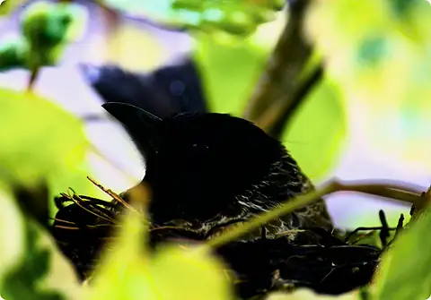 A dark bird in a nest among bright leaves