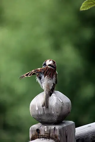 A small bird perched on a post against green
