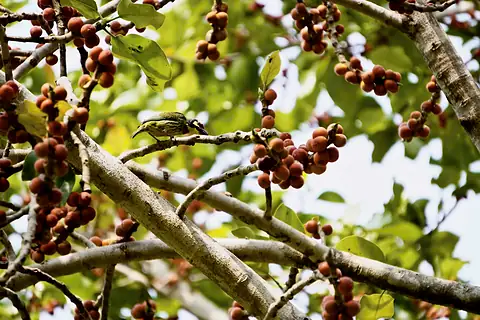 A small bird perched among orange berries