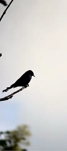 A bird silhouetted against a pale sky