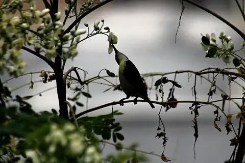 A small bird reaching into white blossoms