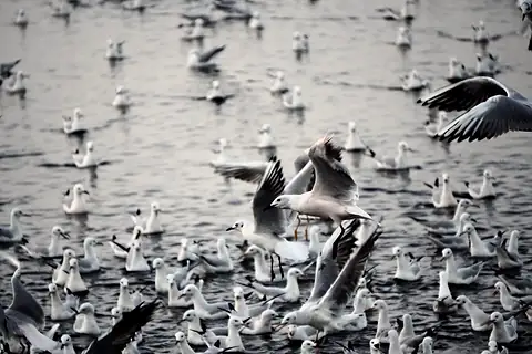 A flock of birds moving across the water