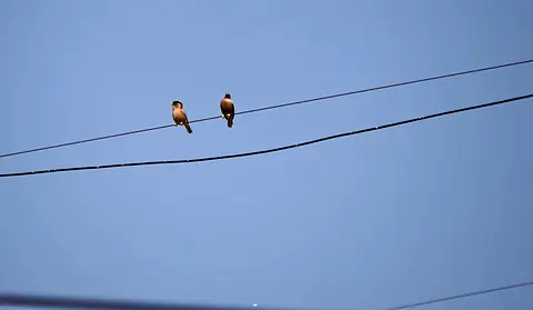 Two birds perched on a wire against blue sky