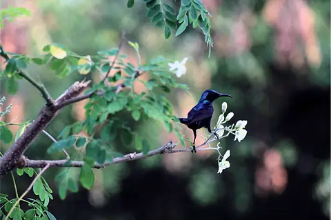 A blue bird beside pale flowers