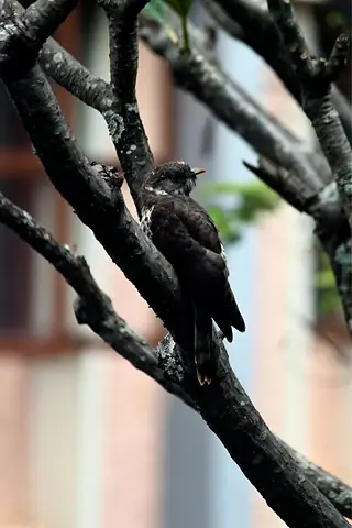 A brown bird perched among crossing branches