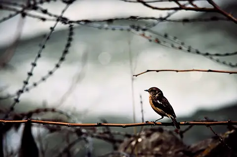 A small brown bird on a wire among bare branches