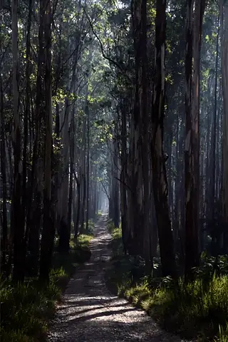 A quiet path beneath tall trees