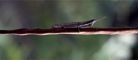 A grasshopper resting along a slender stem