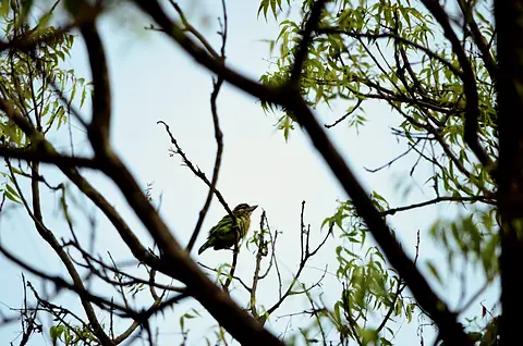 A small green bird among branches