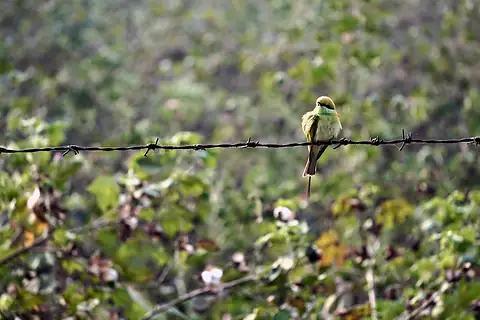 A small green bird perched on a wire