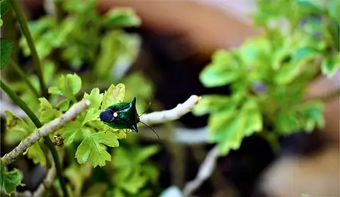 An iridescent green insect on a leafy branch