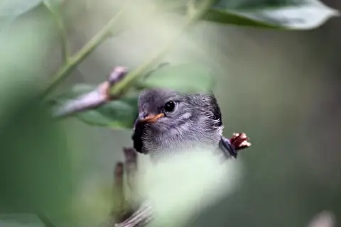 A small grey bird seen through soft green foliage