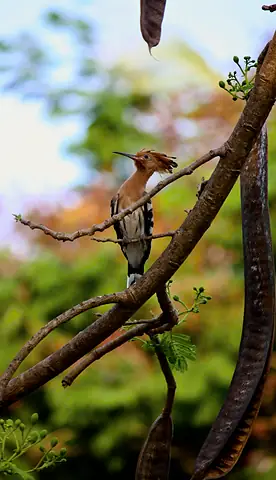 A hoopoe perched among branches