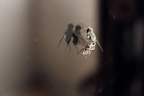 Two insects hovering together in warm light