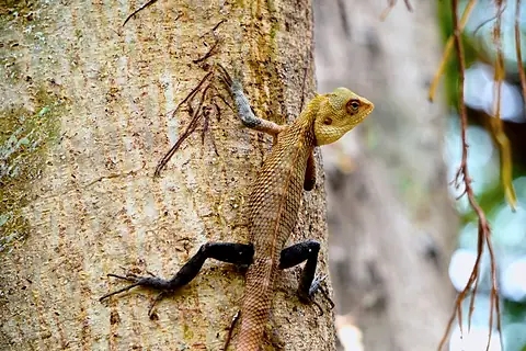 A golden lizard climbing a tree trunk