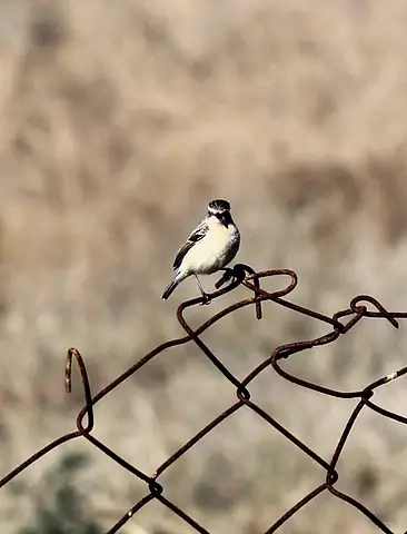 A pale bird on a thin bare branch
