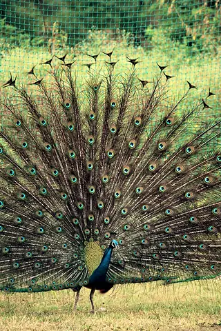 A peacock displaying its tail in a grassy clearing