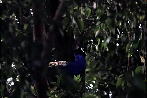 A peacock among dark leaves