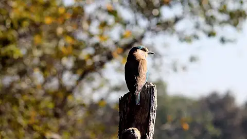 A bird of prey perched on a weathered stump