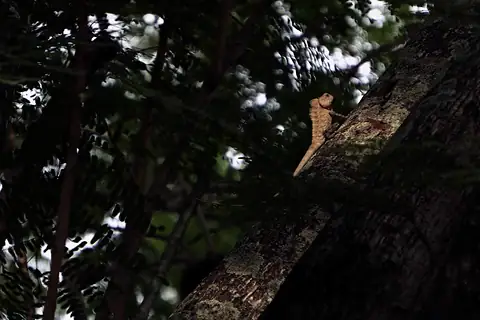 A squirrel clinging to a tree in shade