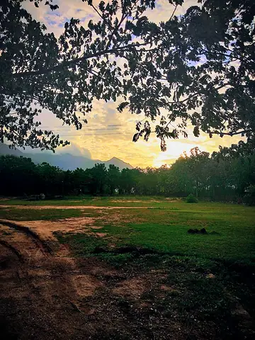 Trees framing an open field in evening light