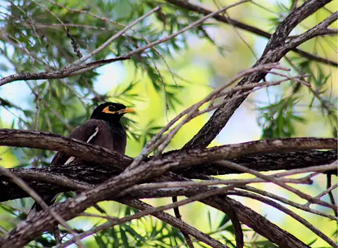 A yellow-eyed bird among branches