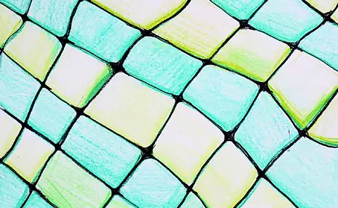A close net of green squares outlined in black
The Crossroads, Issue 21 · January 2025