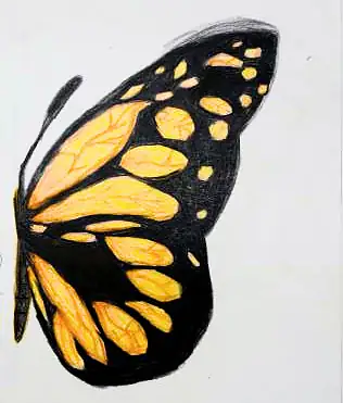 Half a butterfly, its wing orange and black
The Crossroads, Issue 22 · February 2025