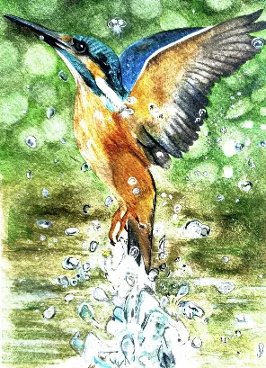 A kingfisher rising out of splashing water, wings spread