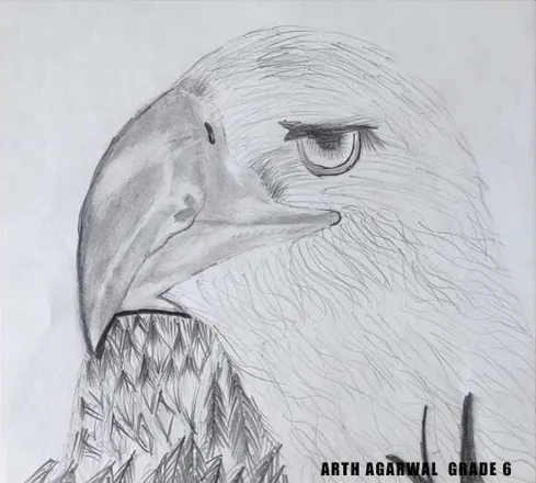 An eagle's head in grey, feathers finely shaded