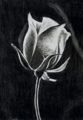 A single white rose on black
