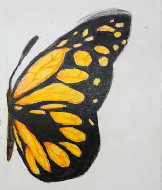 Half a butterfly, its wing orange and black