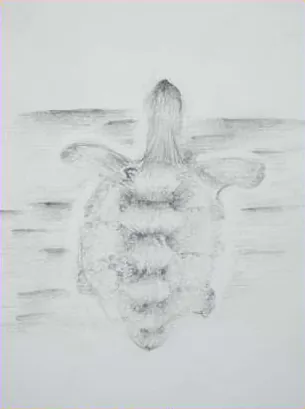 A turtle swimming, seen from above, in grey