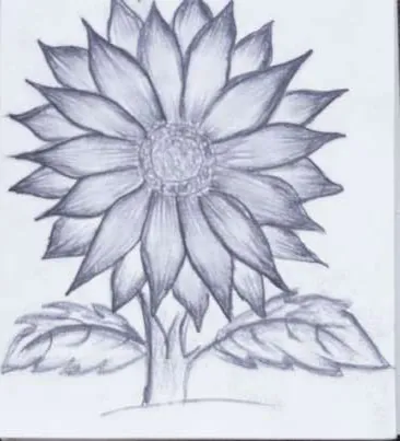 A large sunflower-like bloom, in pencil