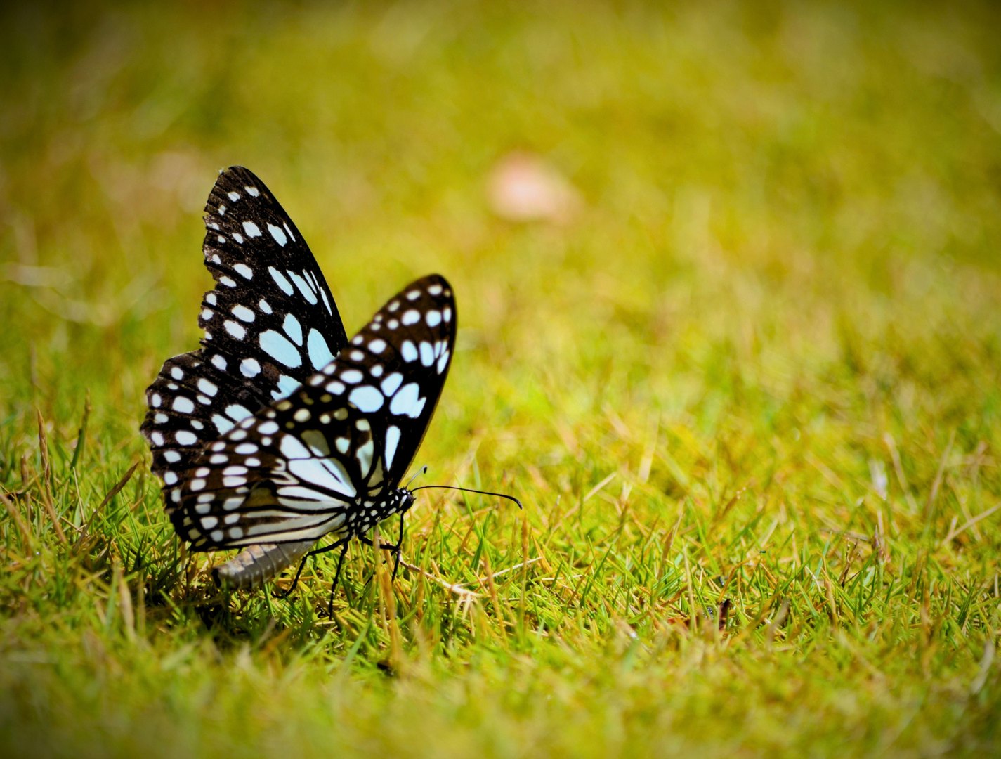 A black and white butterfly resting in sunlit grass