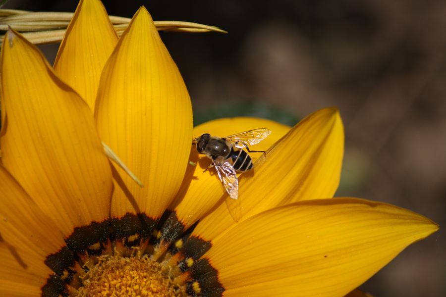 A bee on a vivid yellow flower