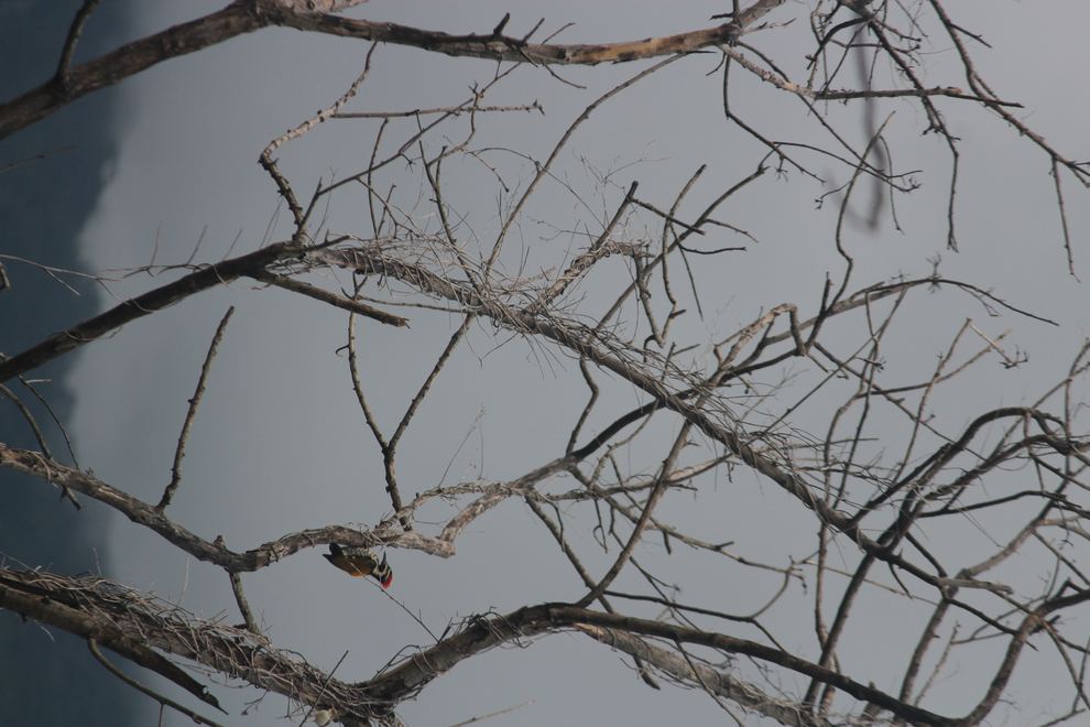 A small red-crowned bird among bare branches