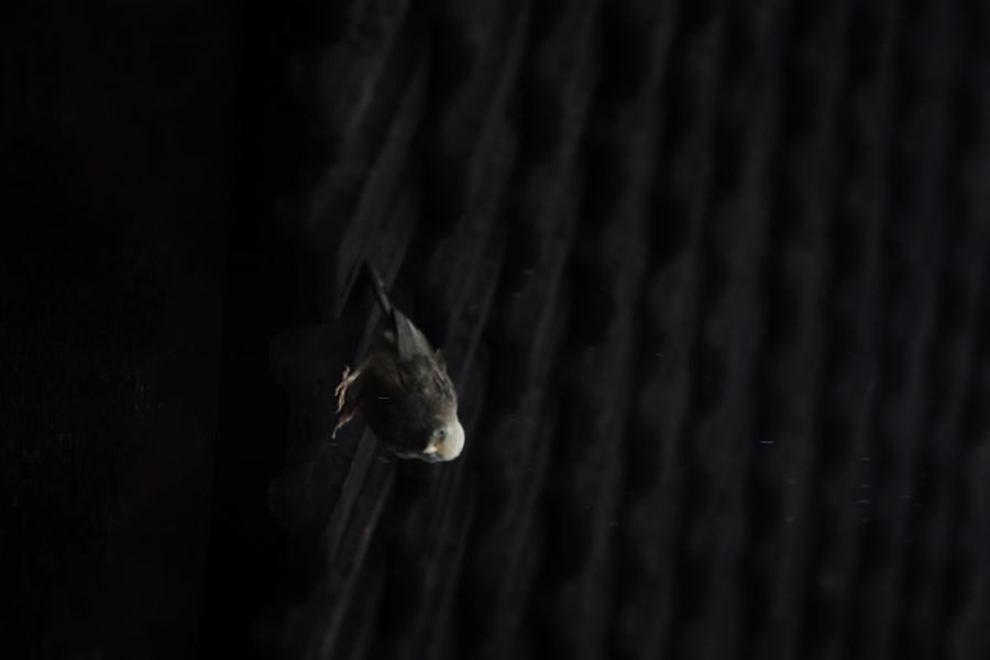 A small pale-headed bird against a dark background