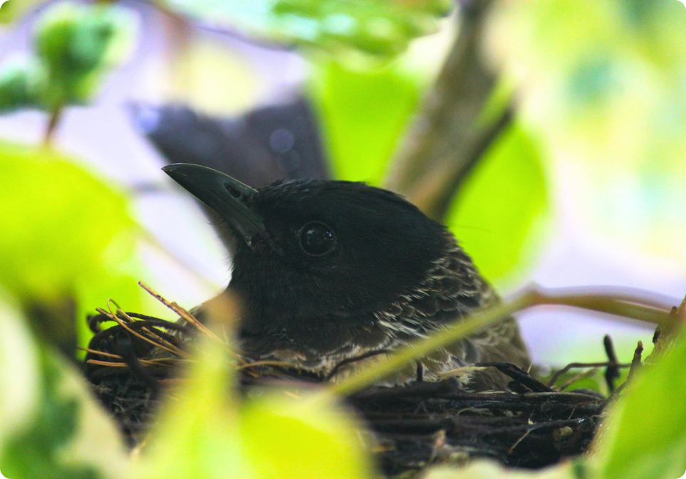 A dark bird in a nest among bright leaves
