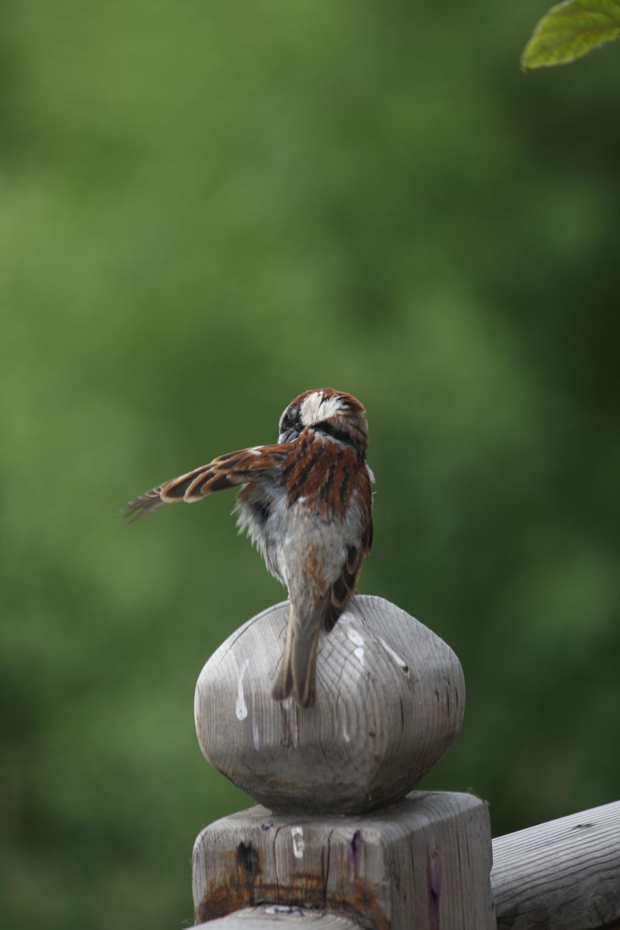 A small bird perched on a post against green
