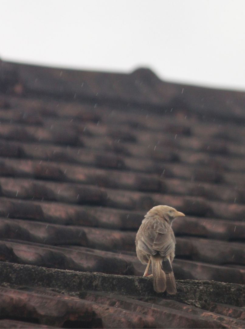 A small bird perched on roof tiles