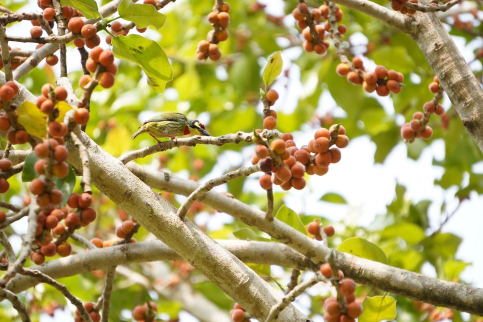 A small bird perched among orange berries