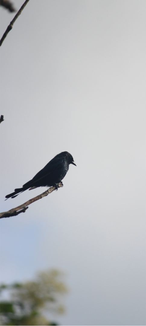 A bird silhouetted against a pale sky