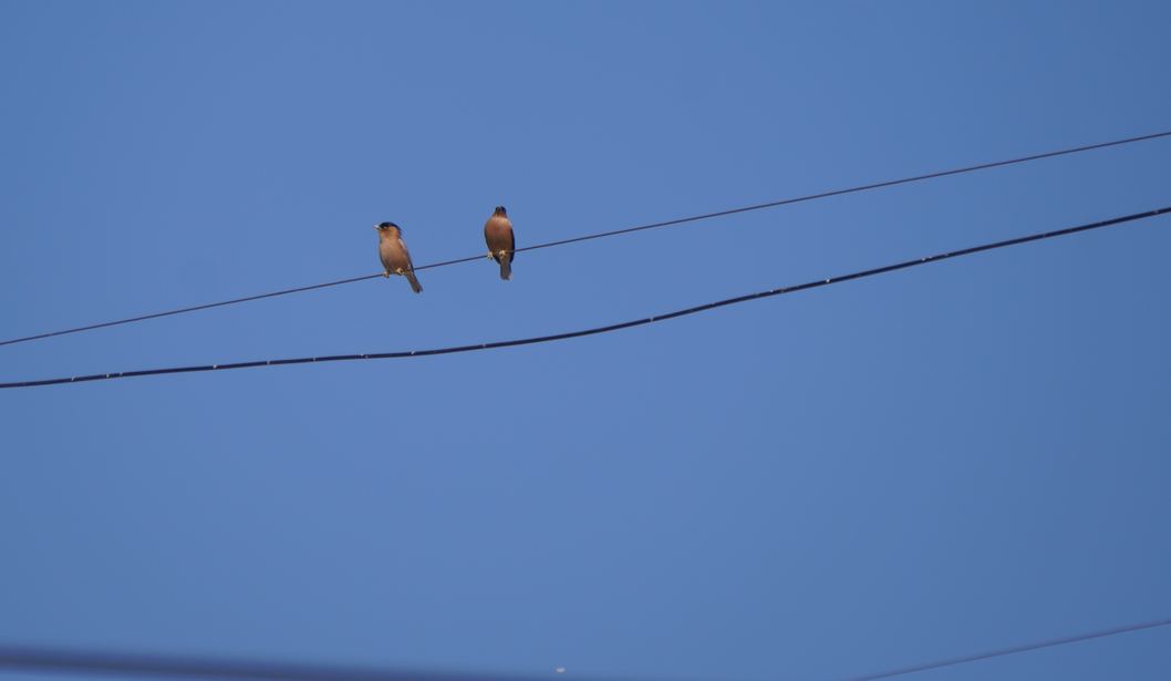 Two birds perched on a wire against blue sky