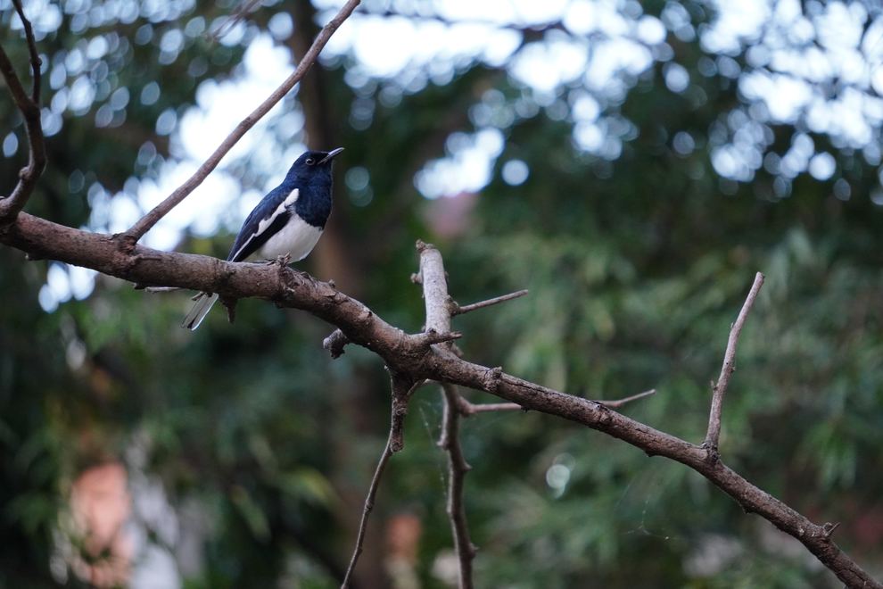 A black and white bird on a bare branch