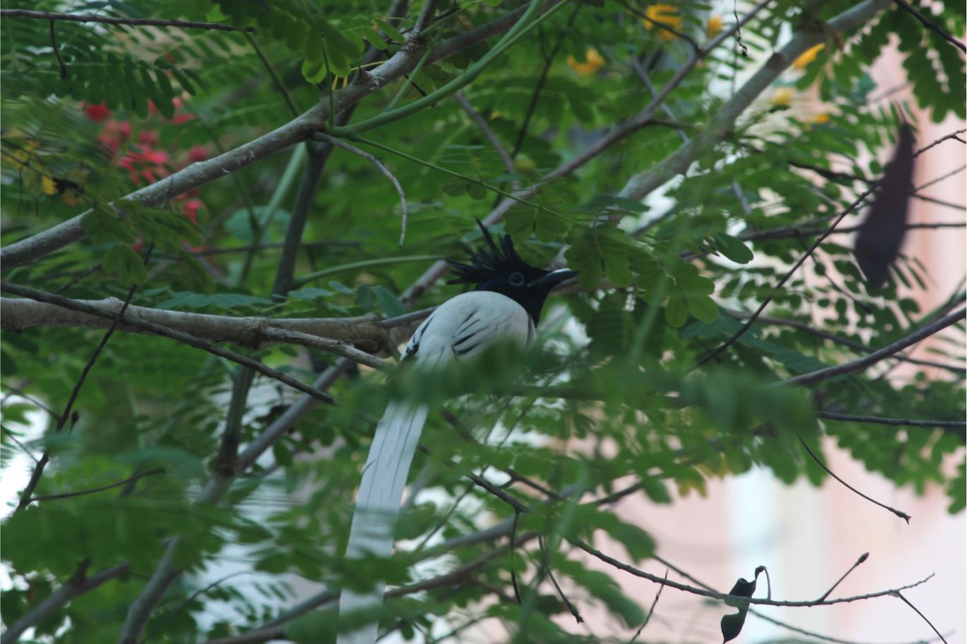 A black and white bird with a long tail in green foliage