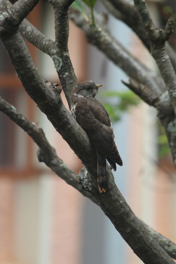 A brown bird perched among crossing branches